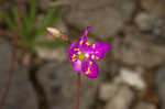 Limestone fameflower